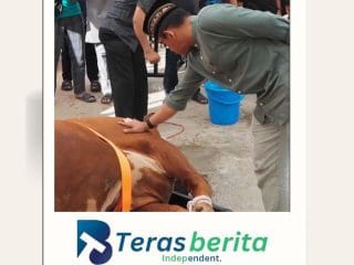 Ratusan Sapi Di Sembelih Oleh Polda Sulsel Beserta Jajarannya